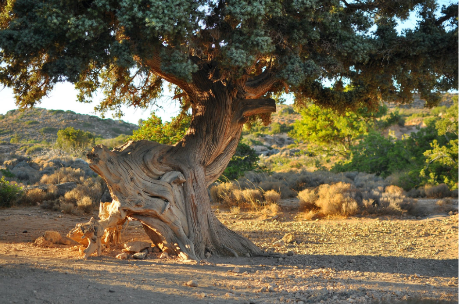 un arbre symbolisant les seniors dans leur persistance au travail pour illustrer un article de blog de Céline Jacquier.